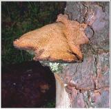 Conks = Fruiting Bodies of Decay Fungi