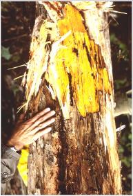 Sapwood decay is frequently found behind