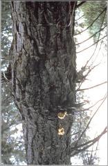 2. Butt and Bole Defects - Cankers and swellings Cankers are dead areas on the bark of a tree and are caused