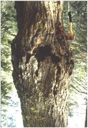 If the bark is intact and tight on the tree there is usually no decay present, and the tree is not hazardous.