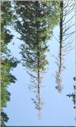 4. Tree Top Defects When the top of a tree dies, some species will form one or more tops to