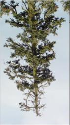 Two categories of hazardous trees involving the top are: Dead tops Multiple tops 4.