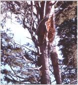 4. Tree Top Defects - Multiple tops