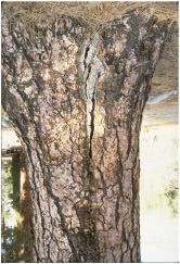 6. Whole Tree Defects - Multiple defects Multiple defects refers to situations when a tree has more than one structural problem that act together to make the tree even more hazardous.
