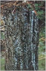 Other Symptoms of Root Disease Trees dying around an