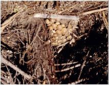 bodies of root disease fungi are a sure sign that decay