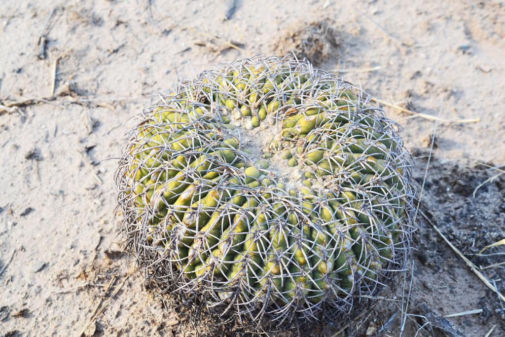 Like the Cacti they have evolved to cover a range of environments, from the Coastal Mountains of Chile, to the plains of Argentina, to the Amazon, the dry scrub and montane forests of Brazil, all of