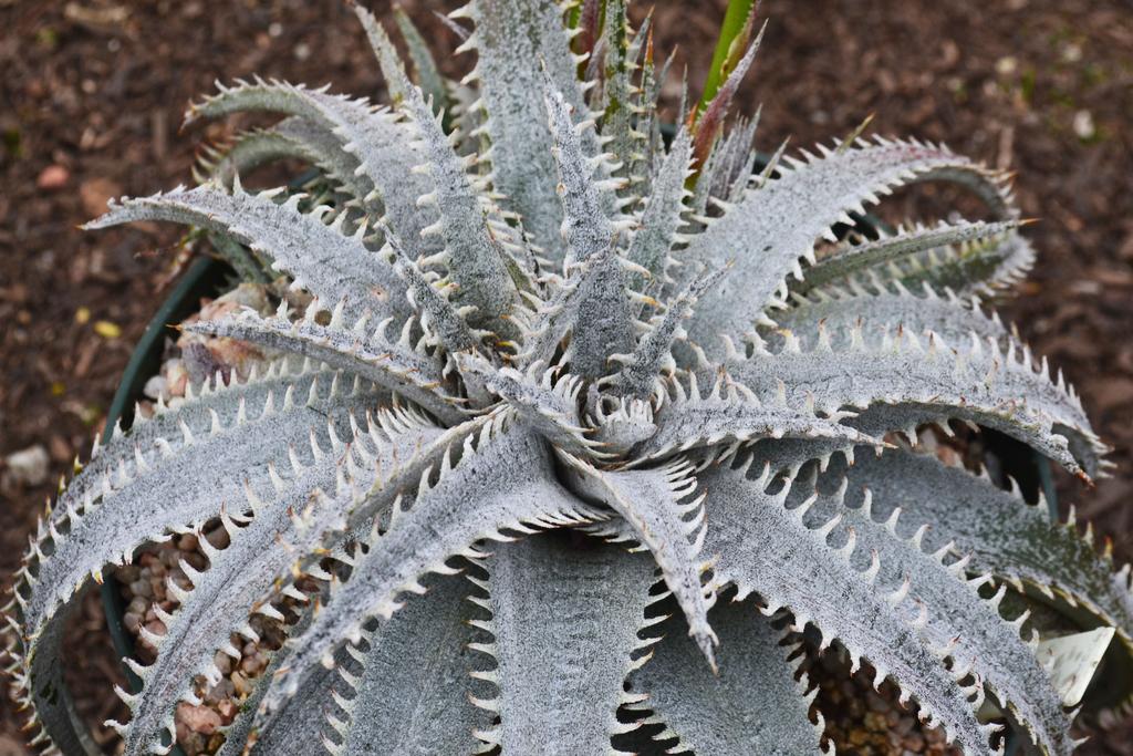 DRY TIMES Vol. 114, No 6, June 2014 p. 5 Dyckia aff. marnier-lapostollei, photo by N.
