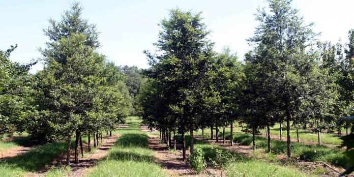 Selecting Quality Trees from the Nursery Created from research