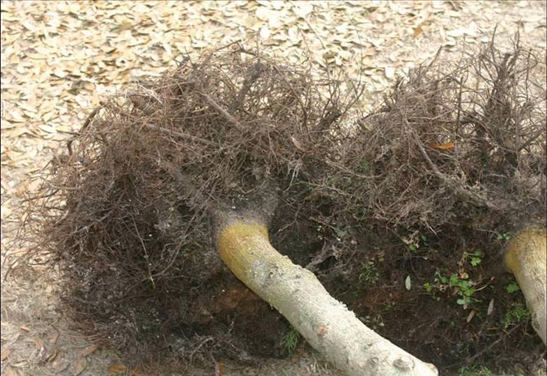 Root pruned last