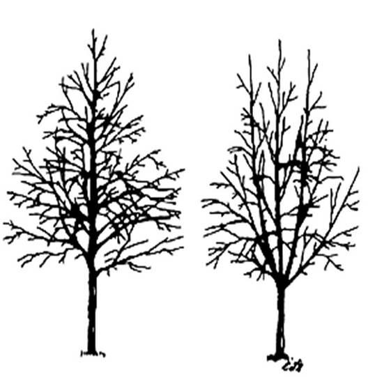 Branch arrangement Good quality Poor quality Major branches and trunks should not touch.