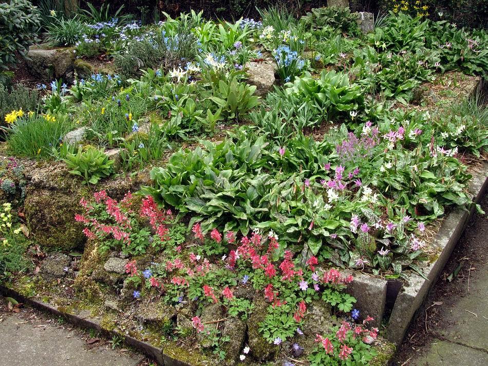 The Erythronium plunge bed on the right, the rock