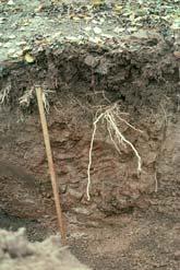 Support Planting and Establishment 2 Elevation/Topography Important With respect to surrounding area Cold air drainage Aspect; important for heat units and sugar accumulation in fruit Soil should be