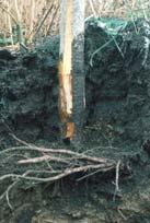 Shallow rooting and Phytophthora root and