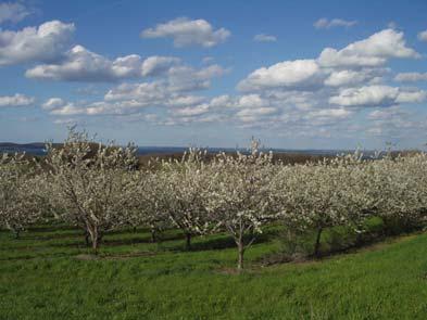 Tart Cherry orchard with Lake Michigan background 20 22