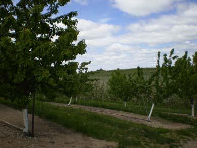 Select crop species and varieties for the site Crystal Lake Apples, down slope near valley Standard apples, bottom of slope Dwarf apples,