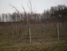 39 Montmorency Cherry Union 1 above soil; Growers report problems with Lesser peach