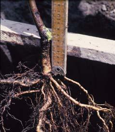 and Eastern US Primarily a problem on dwarfing clonal rootstocks such as M.9, B.9, M.