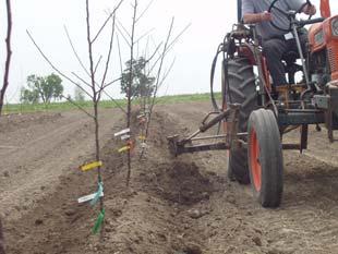 McGhee 44 45 Soil berm (mound) on new apple planting Recommended