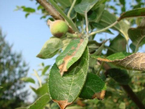 injury to spruce caused by horticultural oil on a hot day Symptoms included leaf spots, blotches, scorch or tip burn.