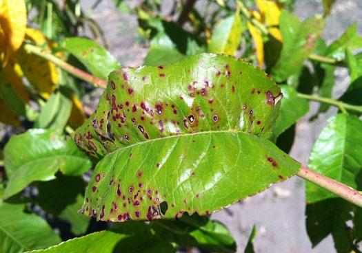 In some cases, the injury can occur dozens of yards away, even on a neighboring property. injury to catalpa caused by herbicide on a hot day Improper use of fertilizer can also cause injury.
