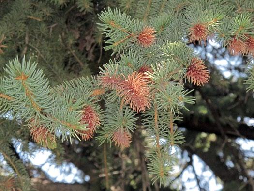 Insect/Disease Information Page 3 CONIFERS Cooley Spruce Gall Adelgid Hosts: Colorado blue spruce galls caused by Cooley spruce gall adelgid resemble cones, but are made of needles Heavily infested