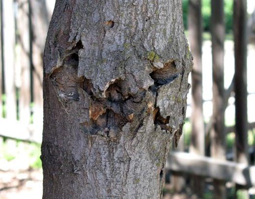 DECIDUOUS TREES Locust Borer Hosts: black locust (not honeylocust) locust borer feeding sites may ooze sap, have loose bark, and sawdustlike frass honeylocust spider mite gives the tree a general