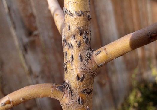 ) An individual female can lay up to 200 eggs singly in bark crevices and around wounds on the trunk and larger branches. Hatched larvae immediately bore into the cambium and rest for the winter.