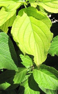 Page 6 Bacterial Leaf Scorch Hosts: oaks, elm, red maple, sycamore, and others Bacterial leaf scorch is a disease that has not been identified in Utah, but one that could potentially spread to our
