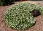 It s no secret, I m a big fan of Myoporum parvifolium or Creeping Boobialla.