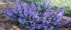 Plectranthus Mona Lavender is a wonderful solution to growing in shady areas of the garden where a bit of colour is required.