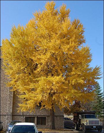 Page 4 Spotlight: Ginkgo Few plant or animal species have survived unchanged from the time the dinosaurs roamed.