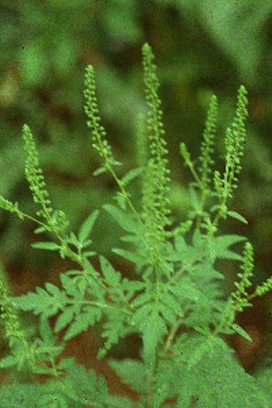 How to Tell the Difference - Golden Rod vs Ragweed Although both plants bloom from late summer to early fall Goldenrod often gets the blame by hay fever sufferers when, in fact, Ragweed is the true