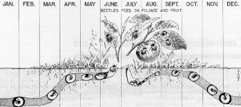 North Carolina Cooperative Extension Page 5 Good Time for a Grub Check This is an excellent time to check fro grubs since they are feeding in the root zone.