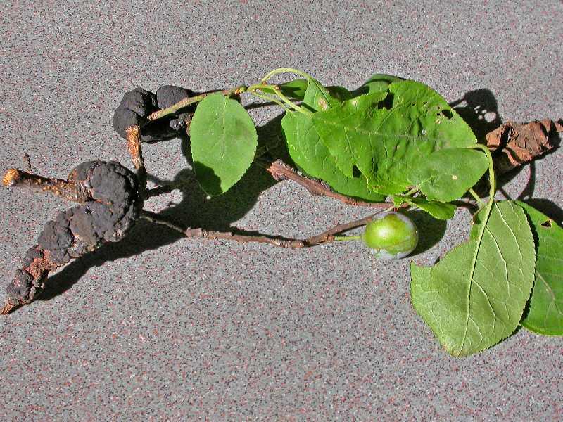 Managing Plant Diseases and Disorders Sanitation Black knot is a fungal disease of cherry and other