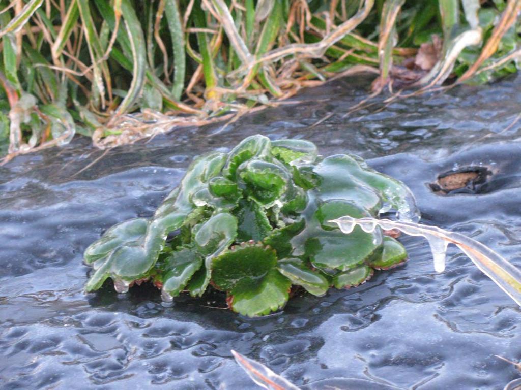 It is actually the water freezing that keeps the plants warm, not the coating of ice that forms.
