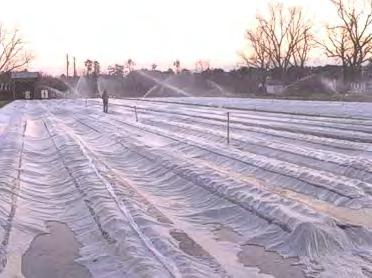 Row covers are also used for frost