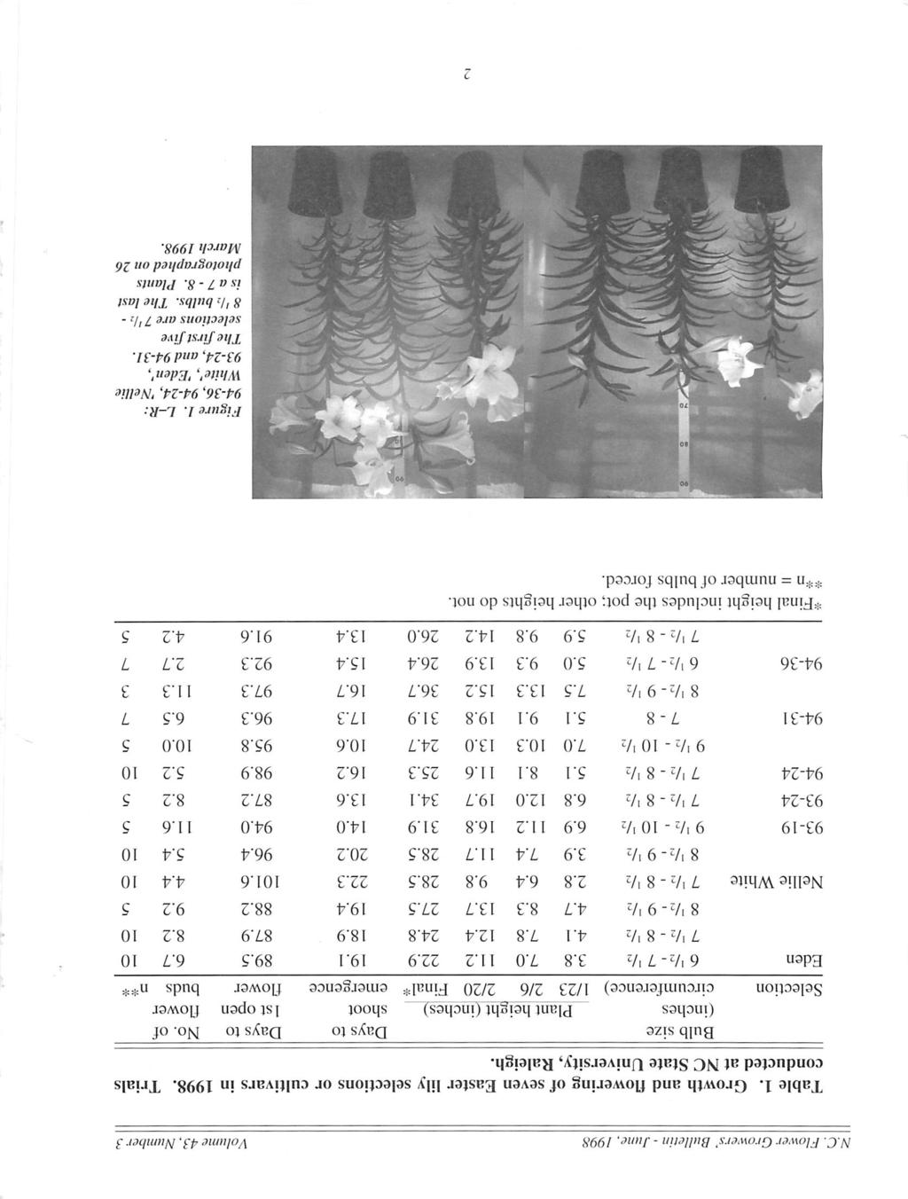 N.C. Flower Growers' Bulletin - June, 1998 Volume 43, Number 3 Table 1. Growth and flowering of seven Easter lily selections or cultivars in 1998. conducted at NC State University, Raleigh.