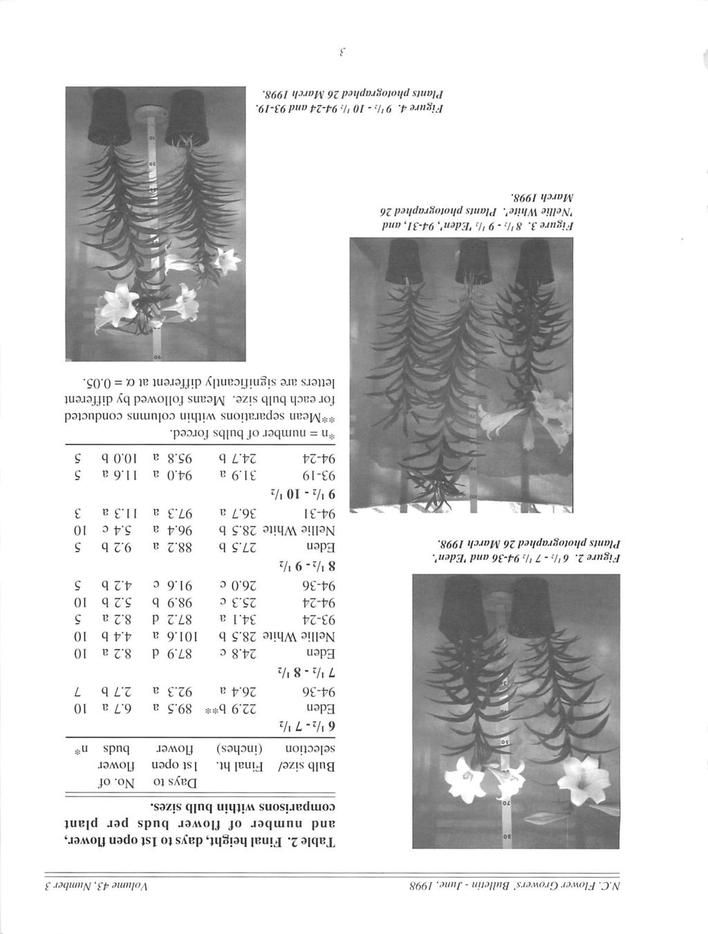 N.C. Flower Growers' Bulletin - June. 1998 Volume 43. Number 3 Table 2. Final height, days to 1st open flower, and number of flower buds per plant comparisons within bulb sizes. Days to No.