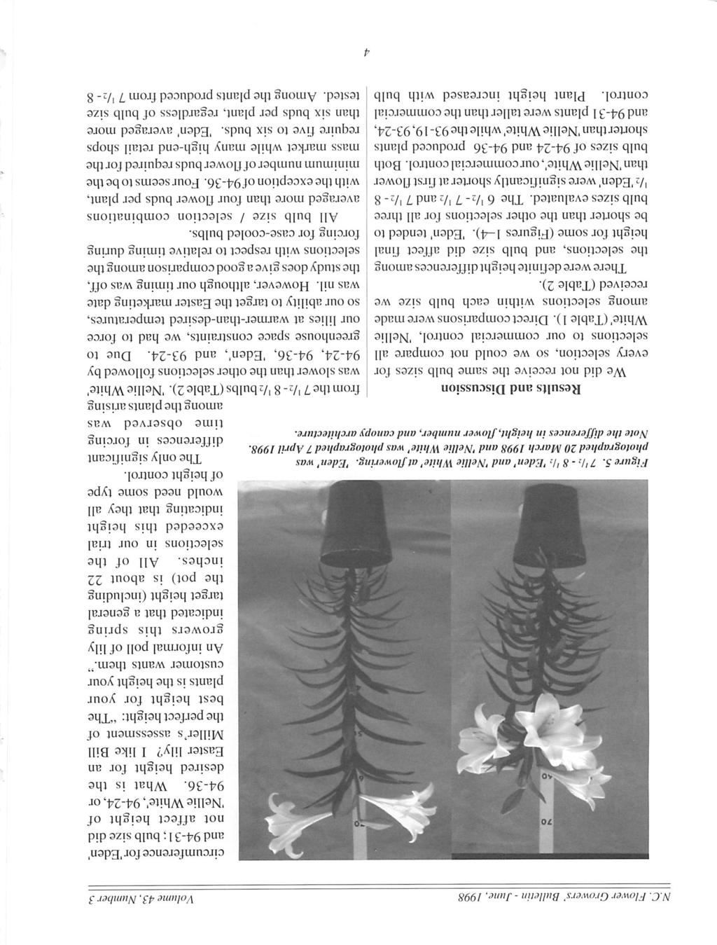 N.C. Flower Growers' Bulletin - June, 1998 Volume 43, Number 3 Figure 5. 7'/: - 8 'h 'Eden' and 'Nellie White' atflowering.