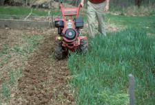 Growing Cover Crops Cover crops are sown thickly to form a living mulch Keep weeds in check Mow the plants down prior to flower to prevent them from selfseeding and becoming weeds themselves Turned