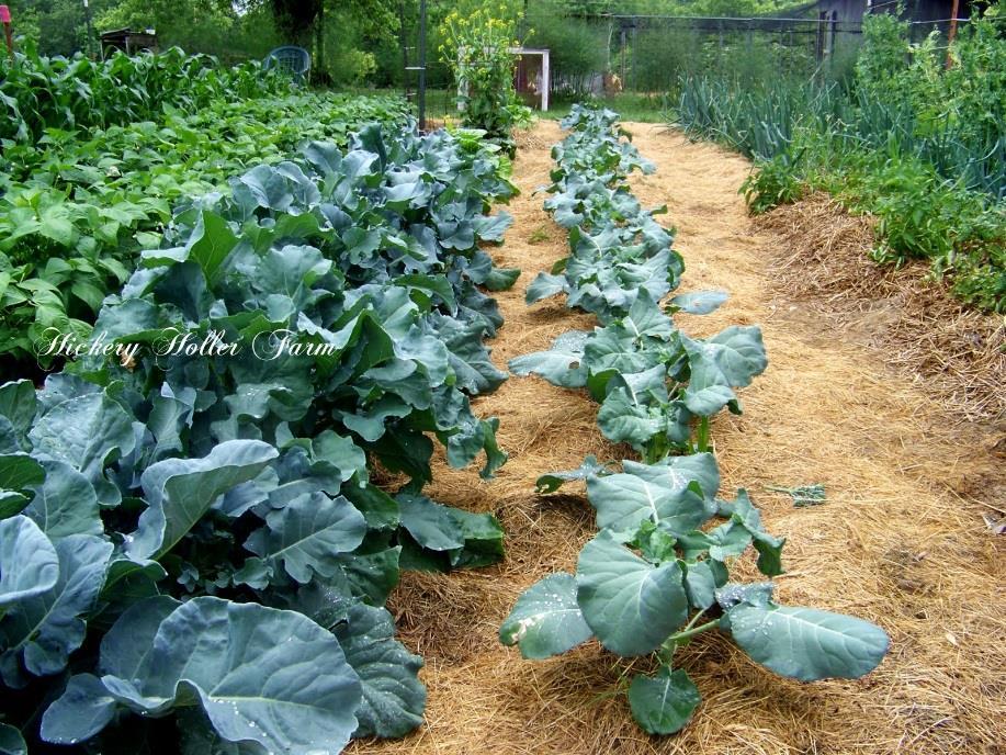 Succession Planting Catalog descriptions and seed packet instructions offer each vegetable's vital statistics This includes when