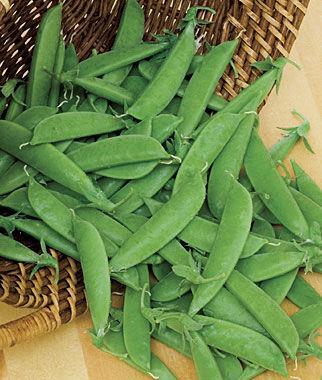 Edible Pod Peas Include snow peas and sugar snap peas Snow pea pods are thin and tender, eaten when