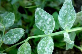 Peas Powdery mildew, a foliar disease common in hot weather, can be a problem for peas Leaves and pods can become covered in a whitish mold Choose resistant