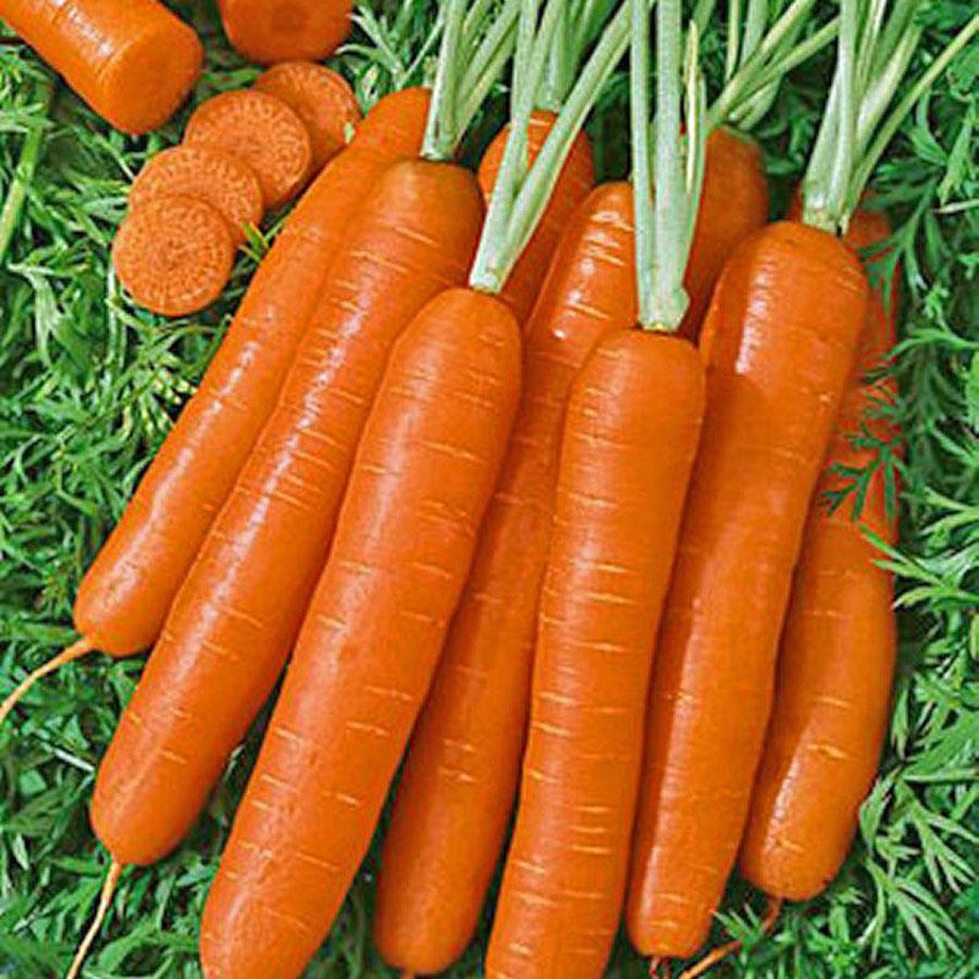 Carrots Scarlet Nantes Carrot Grow best in a deep, loose soil that retains moisture yet is well-drained.