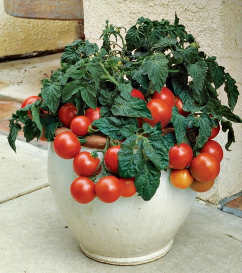 Container Tomatoes If you don t have room for a large plant that needs staking or cages, choose a bush variety such as Bush Celebrity or