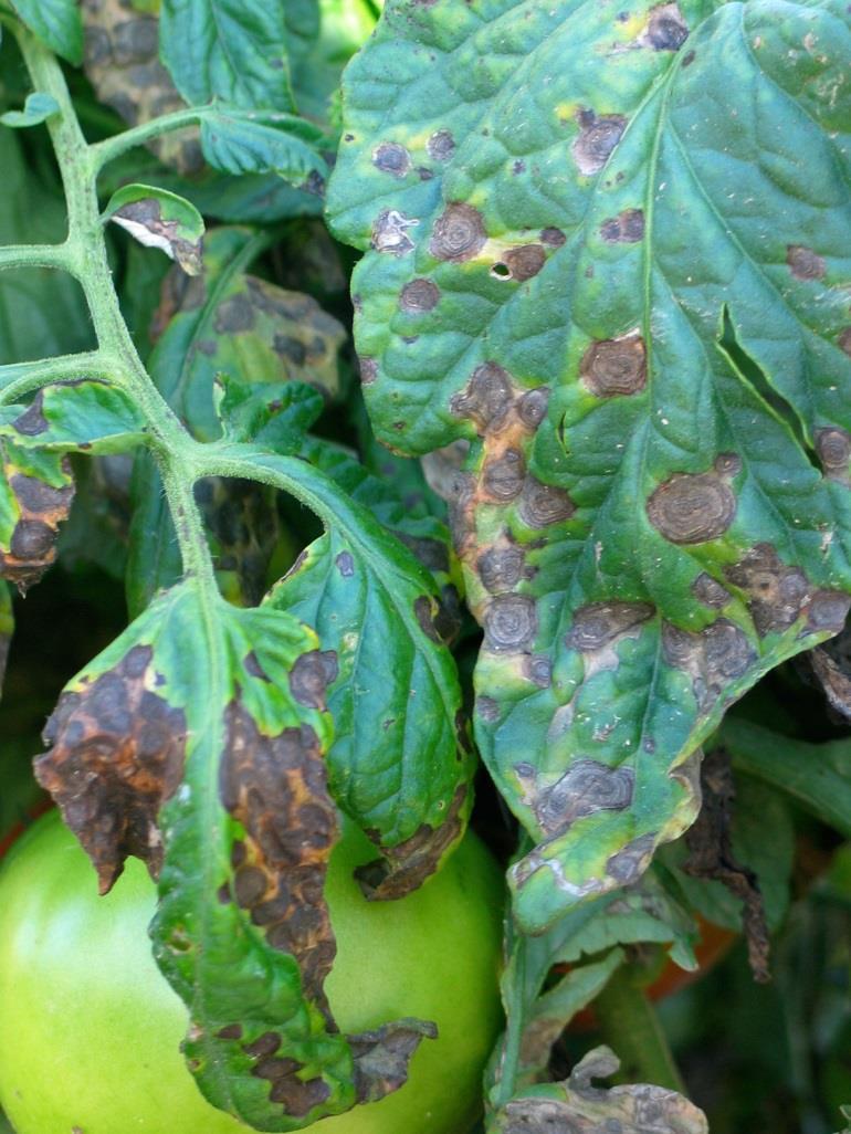 Tomato Disease Early blight is one of the most common occurring disease in Minnesota Causes leaf spot and when severe enough, leaves will drop Staking and mulching are important for