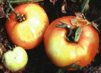 Tomato Sunburn Fruit is susceptible to sunburn Fruit develop white patches if there is not