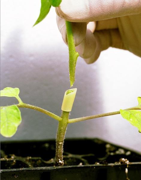 specialized hybrid rootstock grown specifically for its vigor and disease resistance Grafted