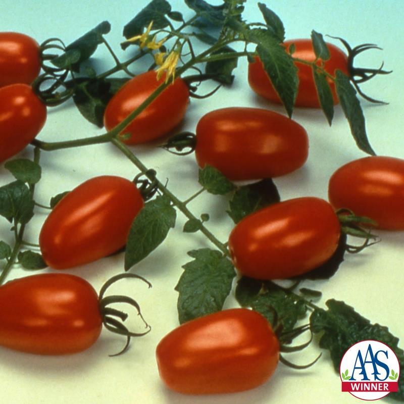 Gape Tomatoes Grape tomatoes-often sweeter than standard tomatoes-eating quality of these varieties hard to beat All America Selections